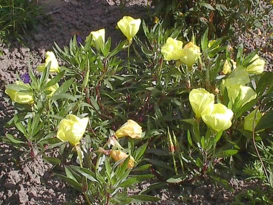 oenothera-missourensis.jpg