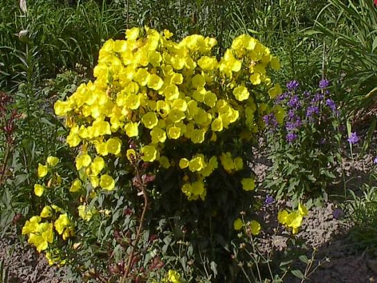oenothera-tetragona.jpg