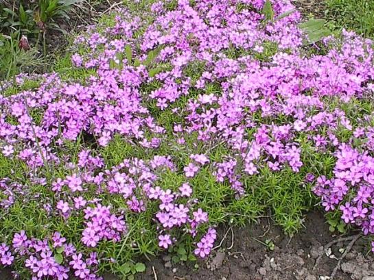 phlox-subbulata.jpg