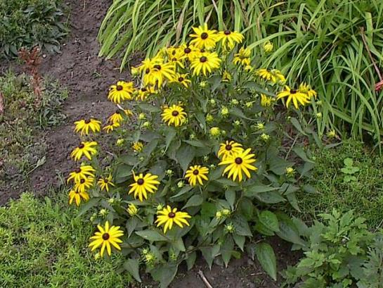 rudbeckia.jpg